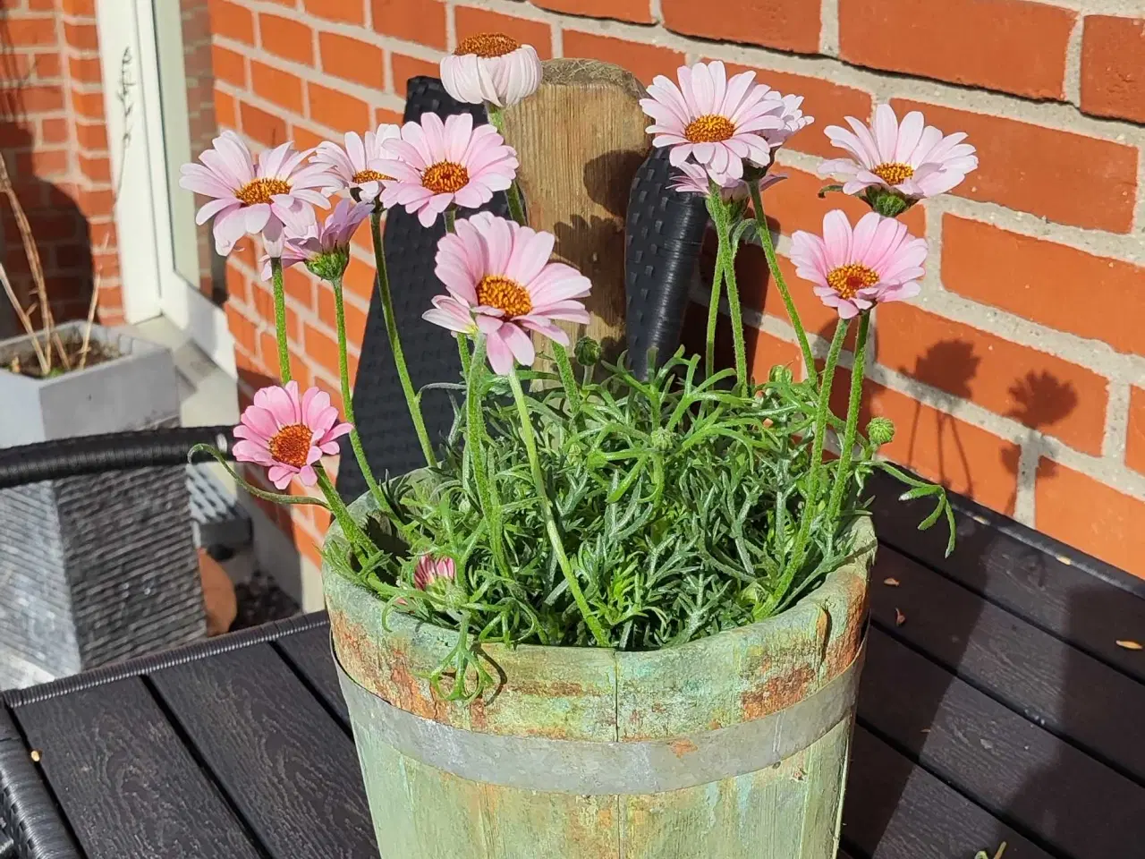 Billede 6 - Vandøse/ træøse 