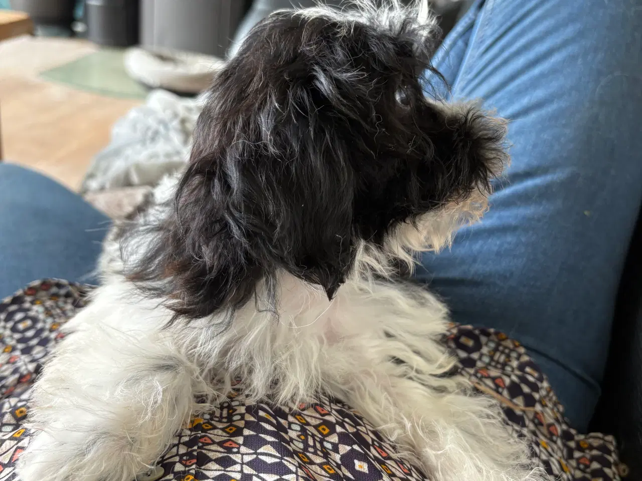 Billede 12 - Allergivenlig -mini/ micro Yorkie mix