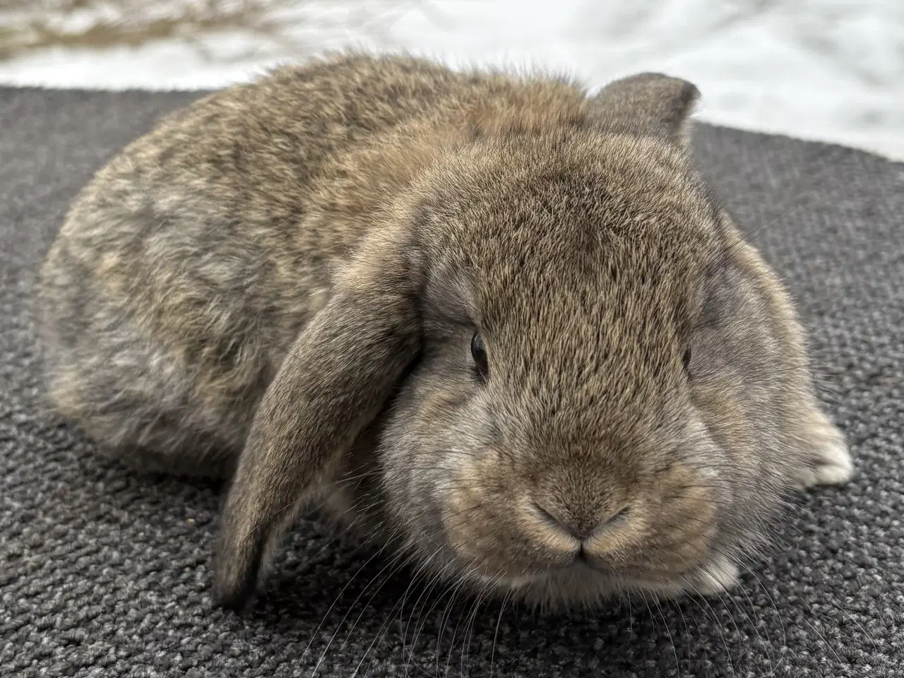 Billede 7 - FRANSK VÆDDER HUN VILDTGRÅ