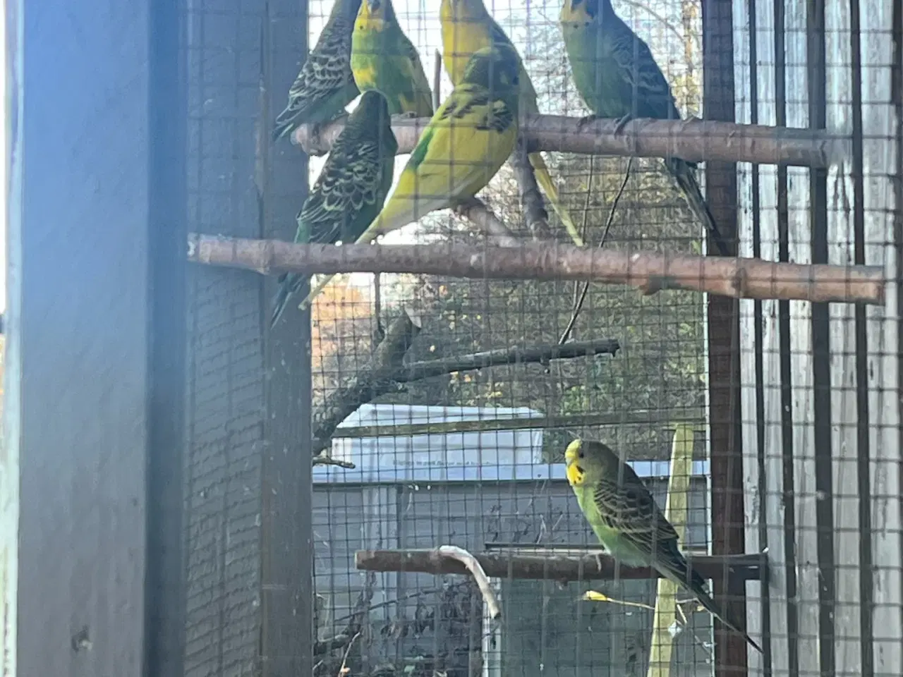 Billede 3 - Undulater både lidt ældre og nogle stykker for i å