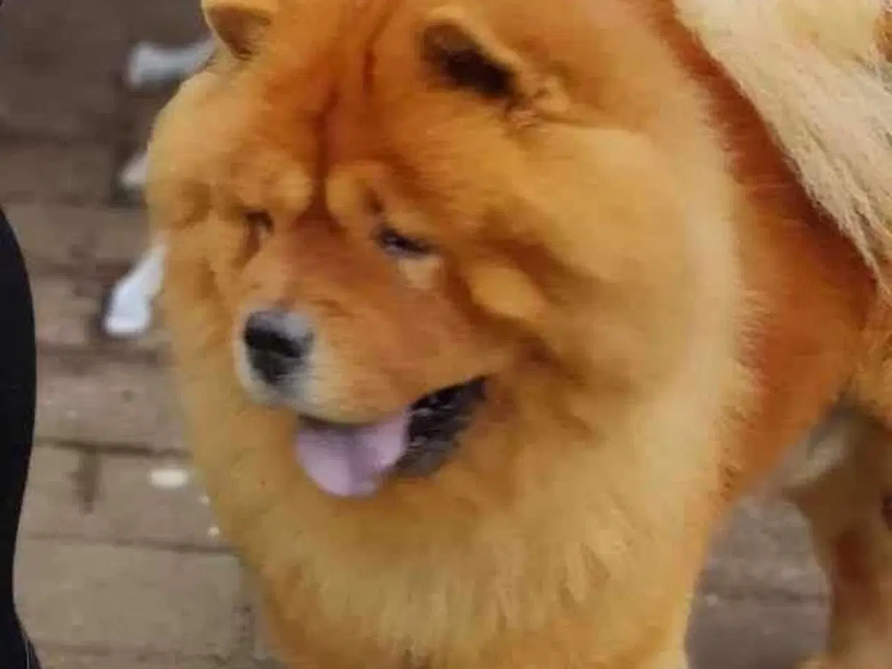 Billede 2 - Chow chow Hvalpe pige