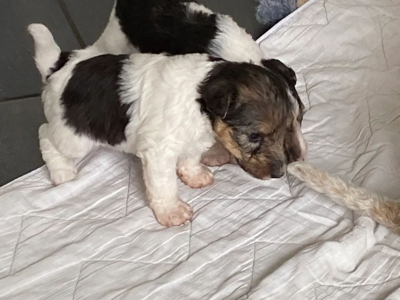 Billede 13 - Ruhåret FOX terrier 