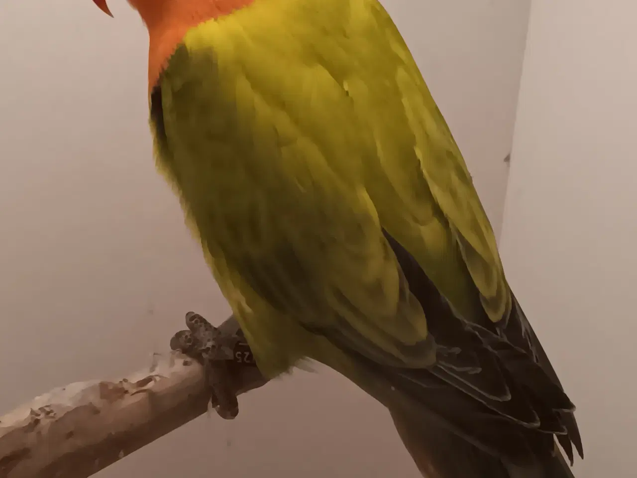 Billede 1 - Rødhovdetdværgpapegøjer i Green Opaline Dilute