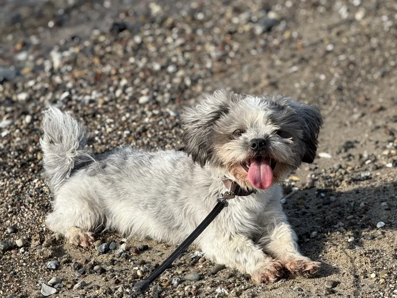 Billede 2 - Skøn havanaiser 