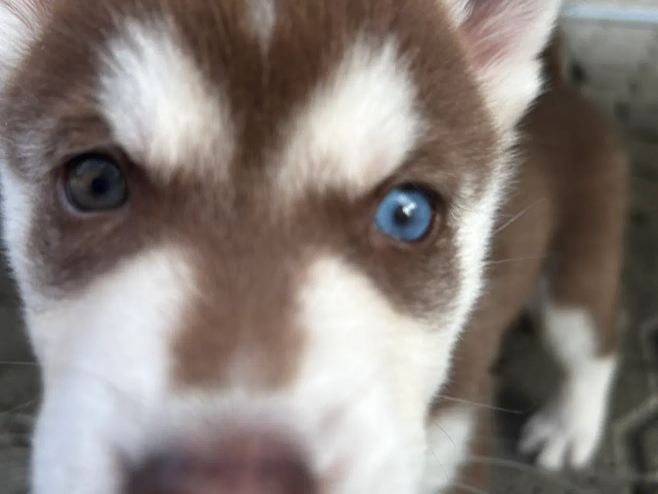Billede 8 - Søde husky hvalpe søger ny familie