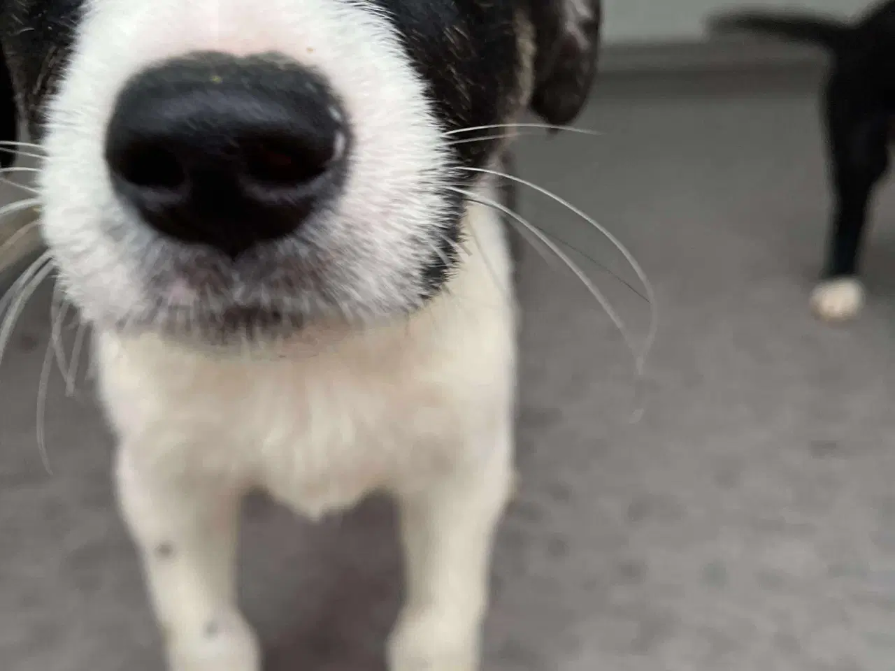 Billede 2 - Lyra søger sit 4 ever hjem 