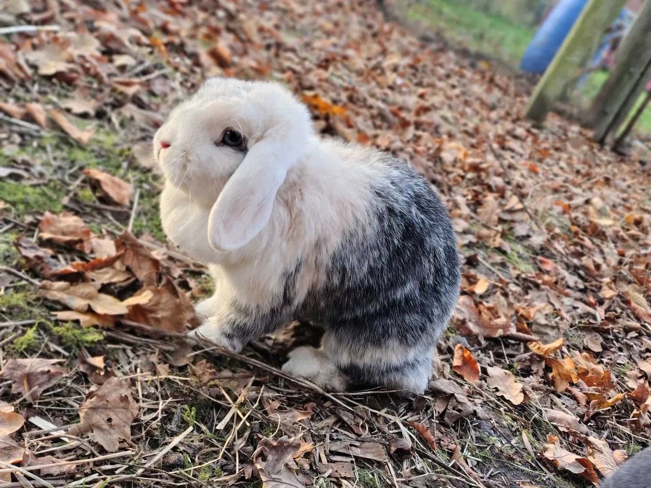 Billede 2 - Dværgvædder m. Tysk Afkomsattest 🪷