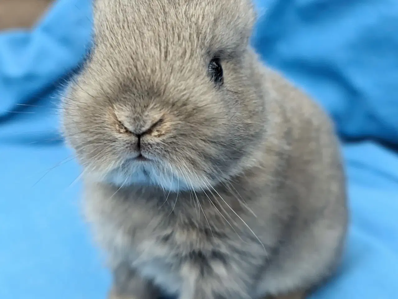 Billede 6 - Hermelin kaninunge