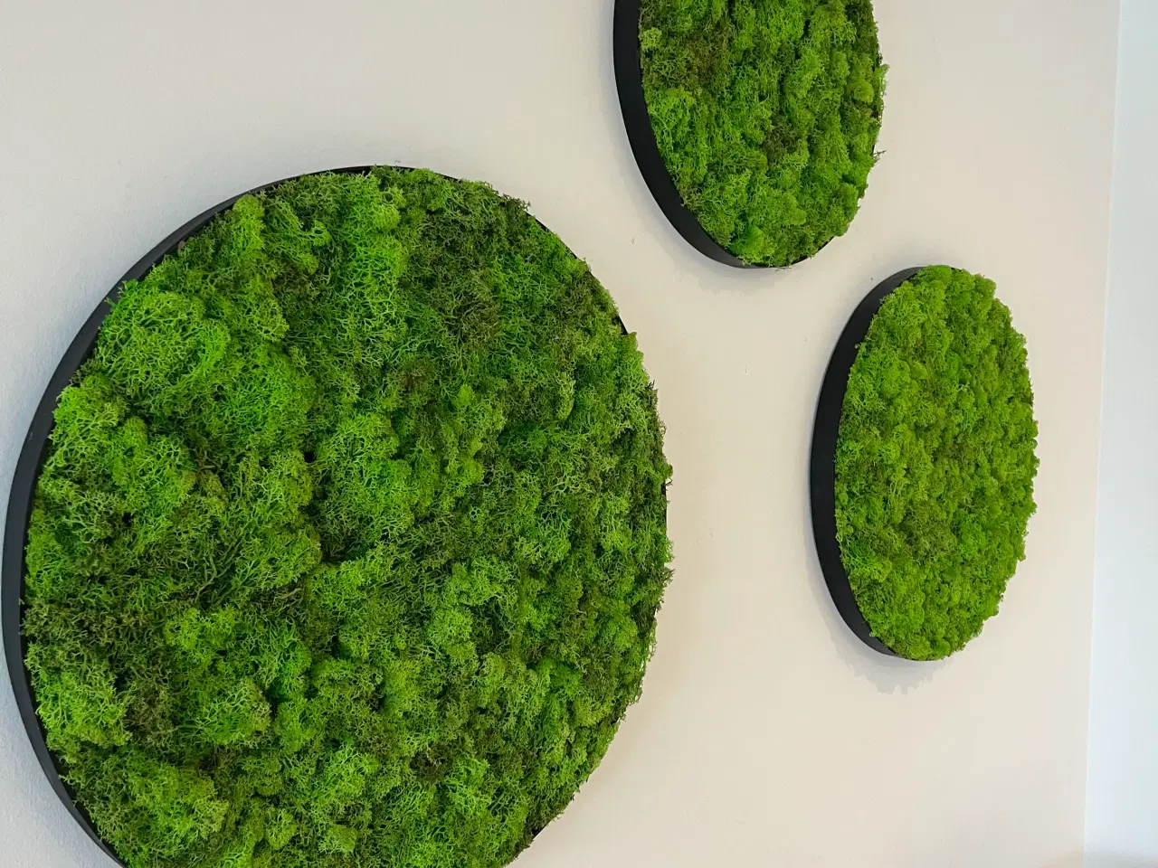 Billede 1 - Mos billeder vi laver 