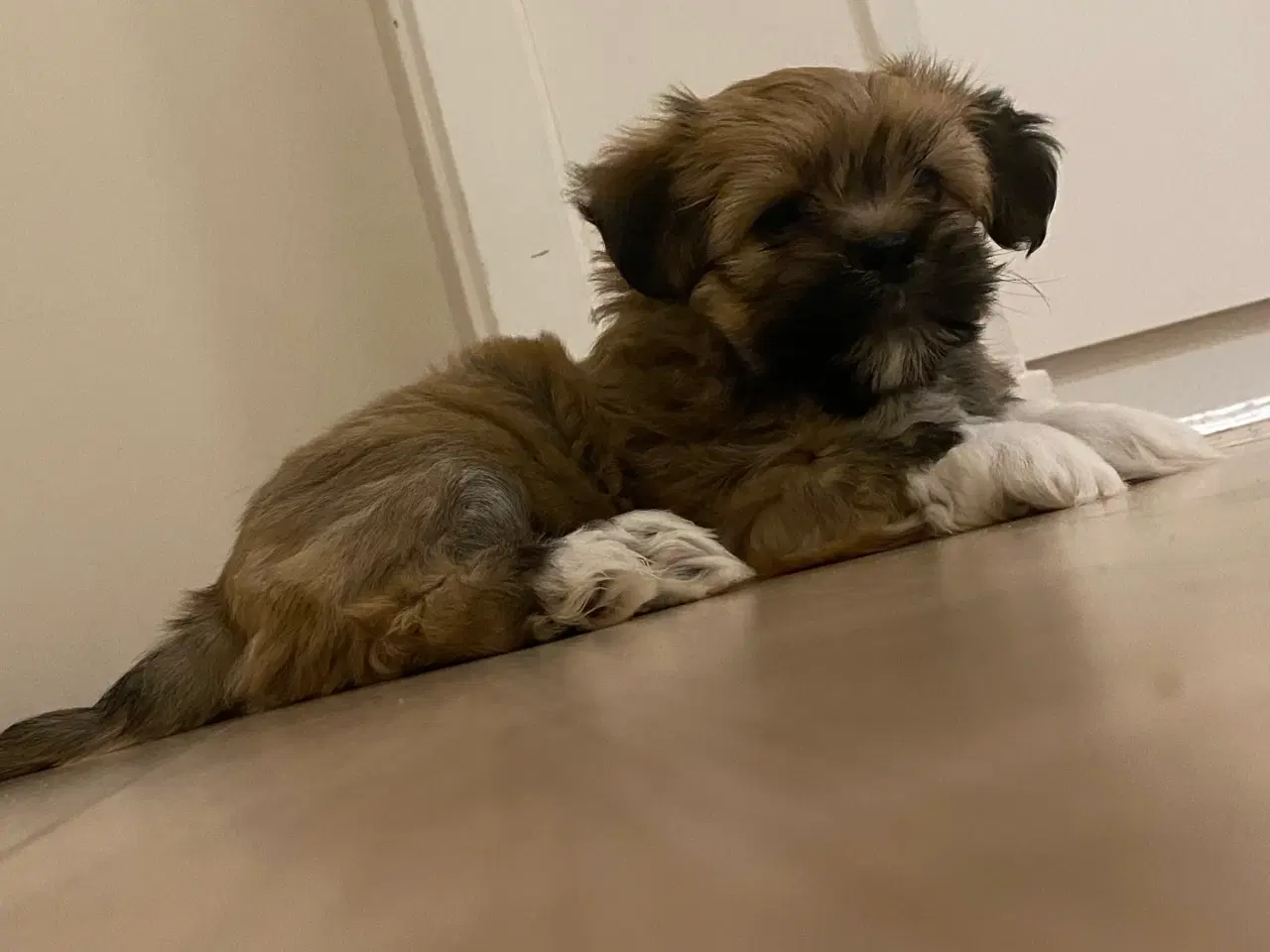 Billede 7 - Hvalpe -Lhasa Apso 