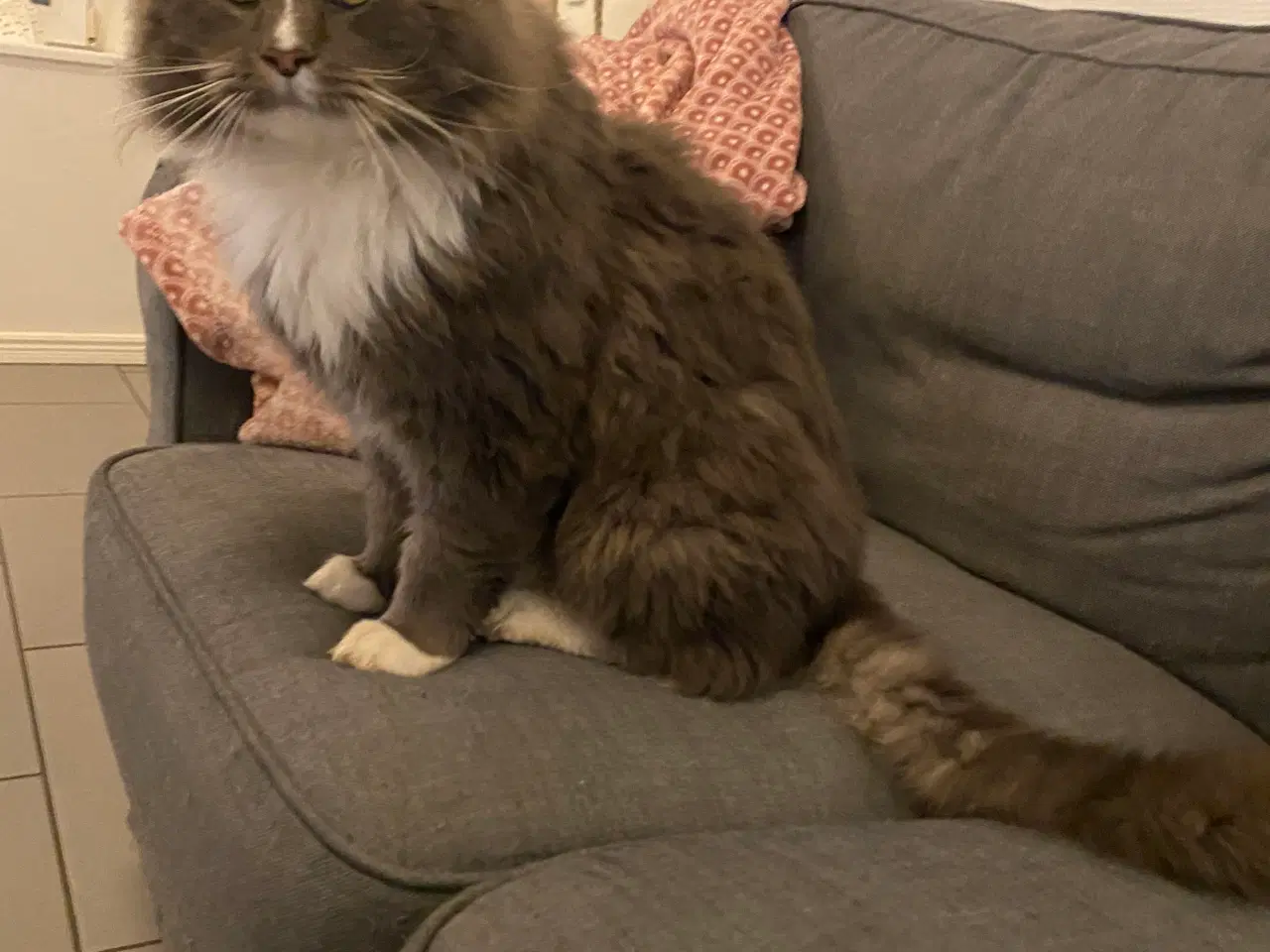 Billede 11 - Polydactyl Maine coon killinger