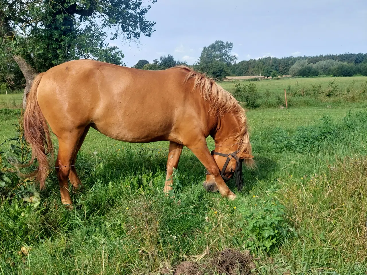 Billede 3 - Hest, hoppe sælges 