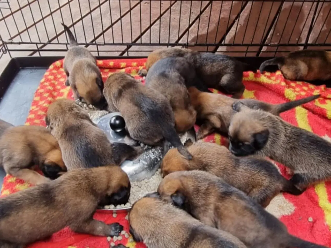 Billede 4 - Hvalpe Malinois Belgisk hyrdehund