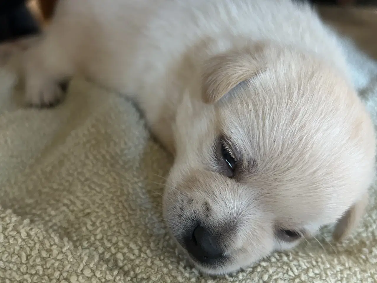 Billede 3 - Pomchi tæve hvalp 