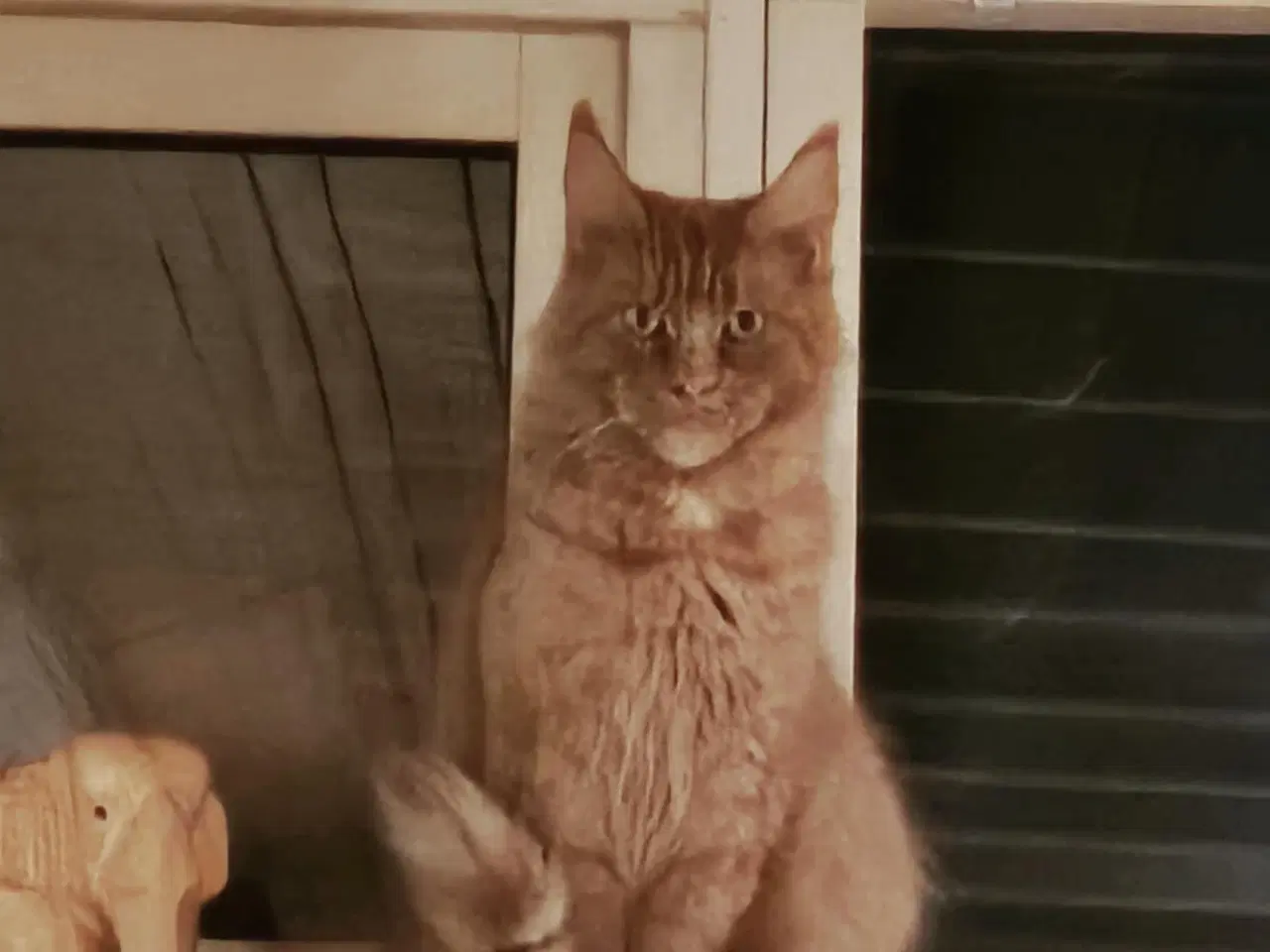 Billede 7 - Maine coon killing