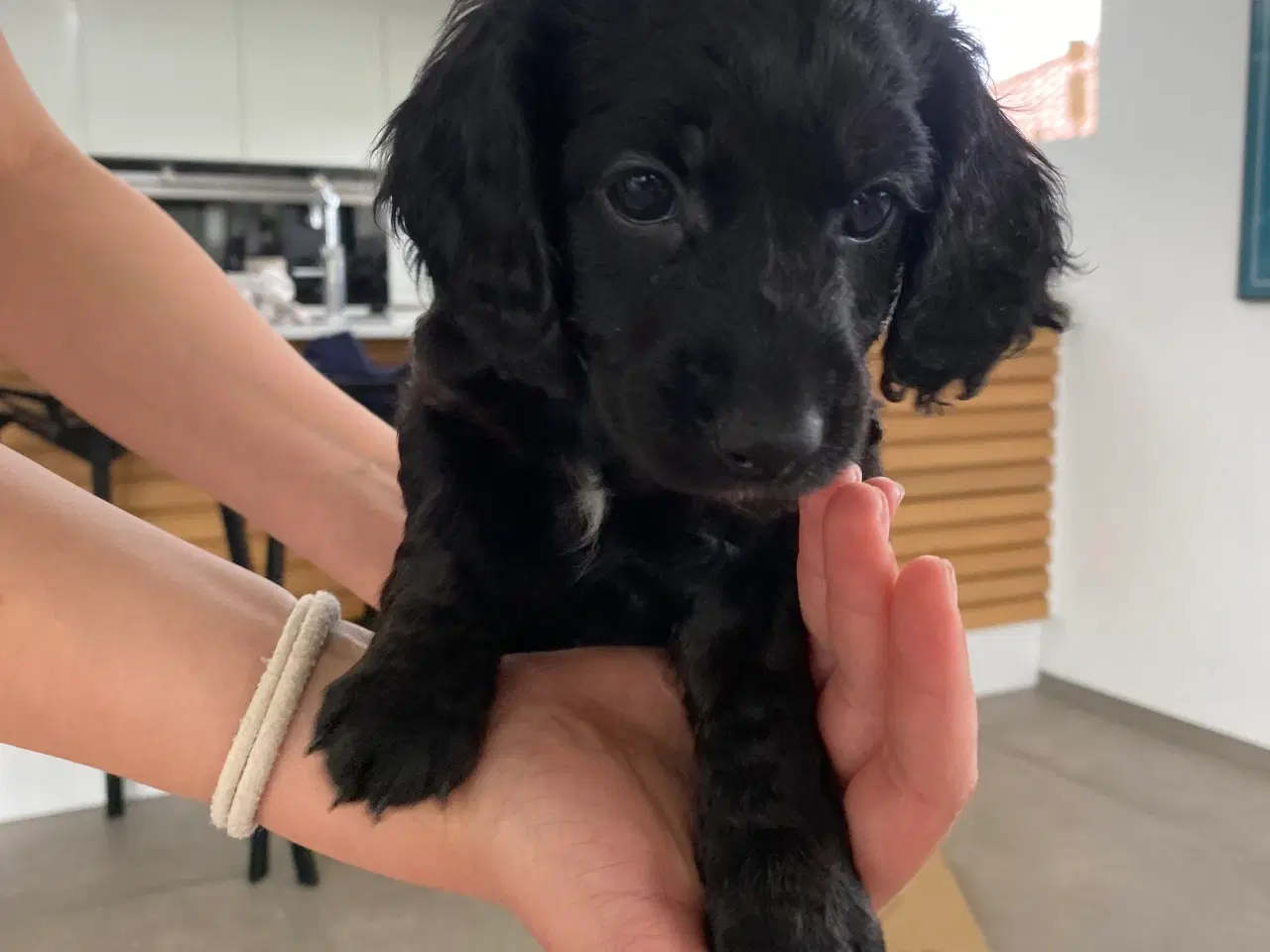 Billede 13 - Cockerpoo, cockerdoodle, cockapoo, doodle