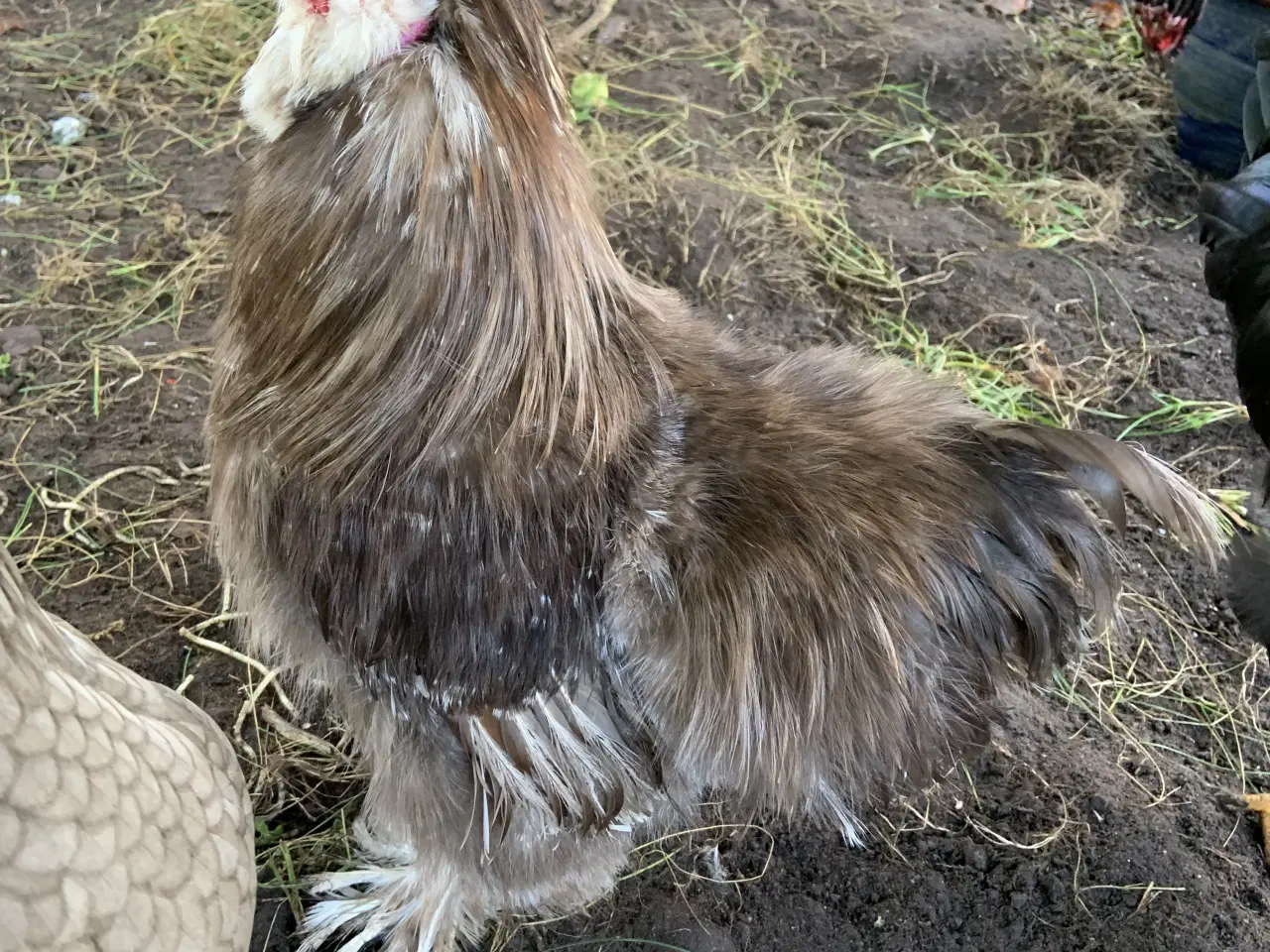 Billede 2 - Us silkehane