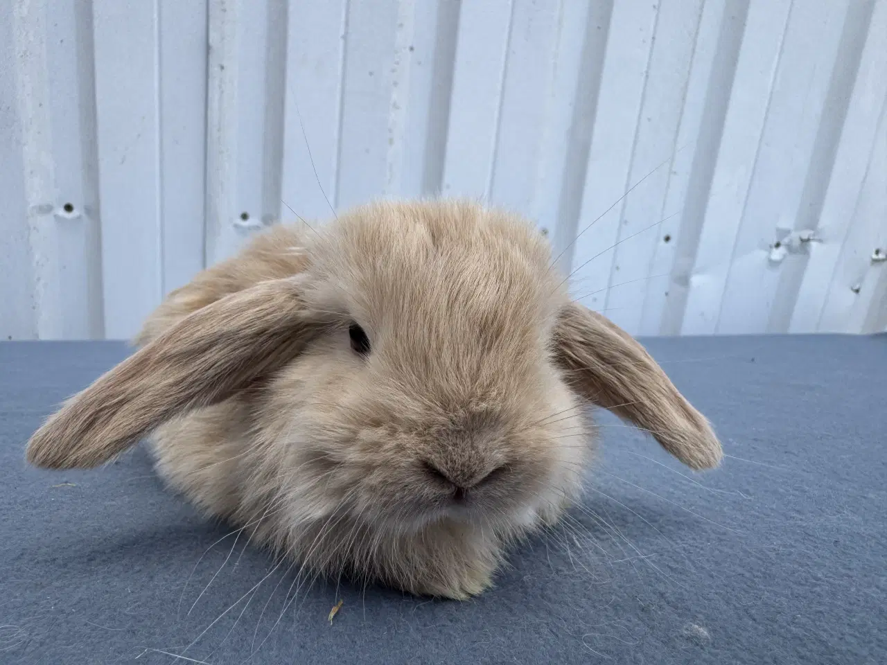 Billede 4 - Dværgvædder/Mini lop hankanin