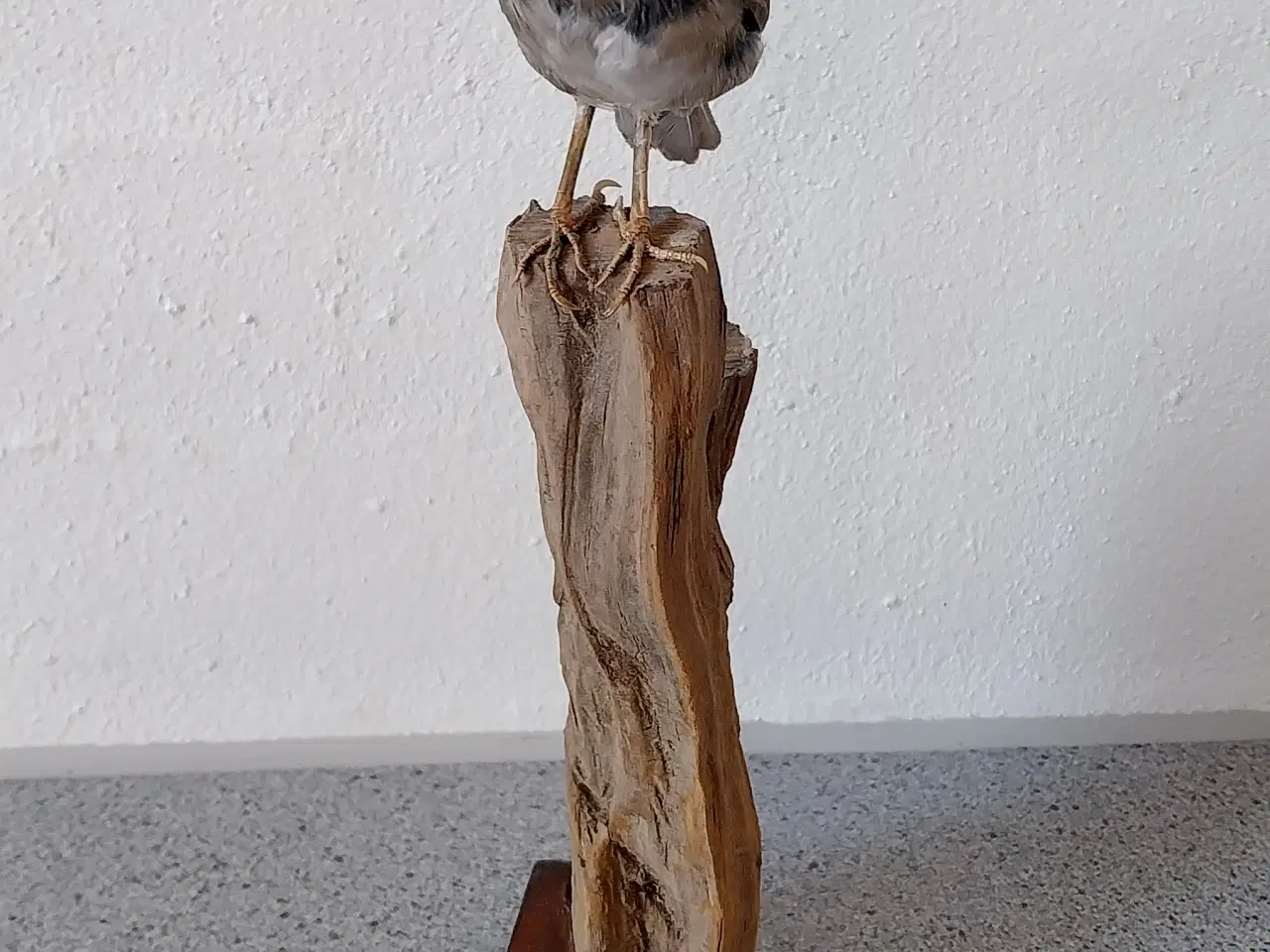 Billede 4 - Udstoppet Munk hun