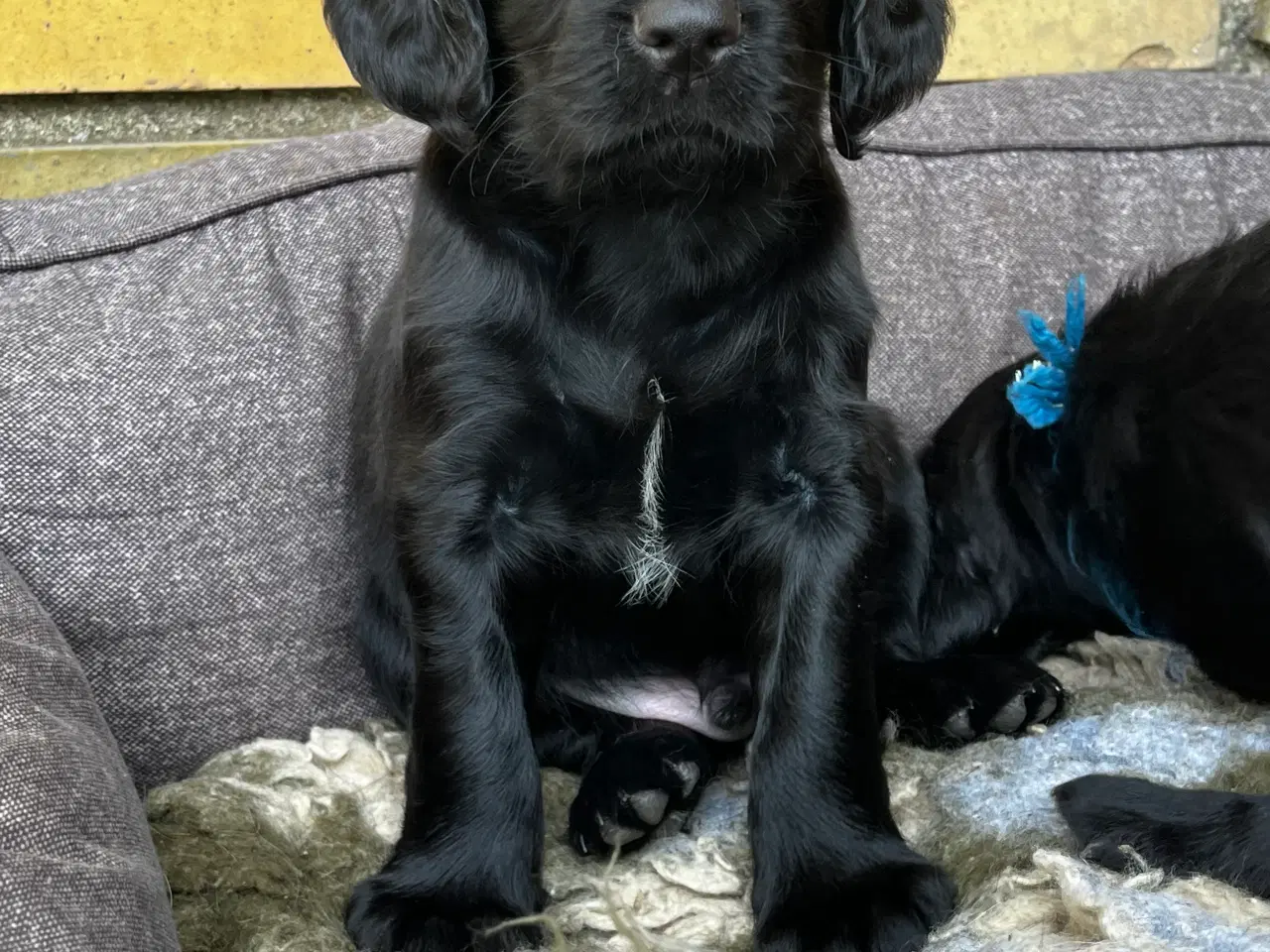 Billede 4 - FT Cocker Spaniel hvalpe