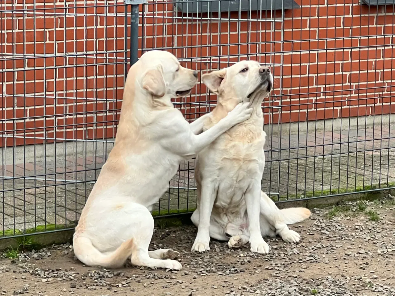 Billede 5 - Skøn Labrador han sælges