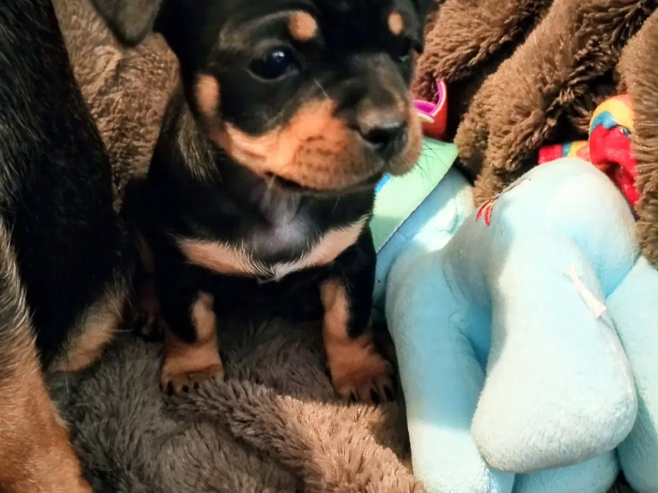 Billede 11 - Skønne 8 ugers små gadekryds