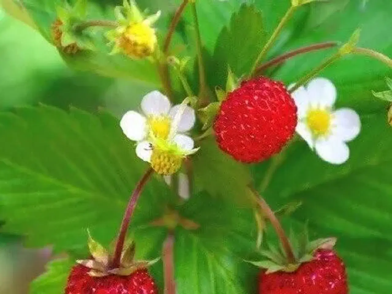 Billede 1 - Skovjordbær bunddække med velsmagende bær
