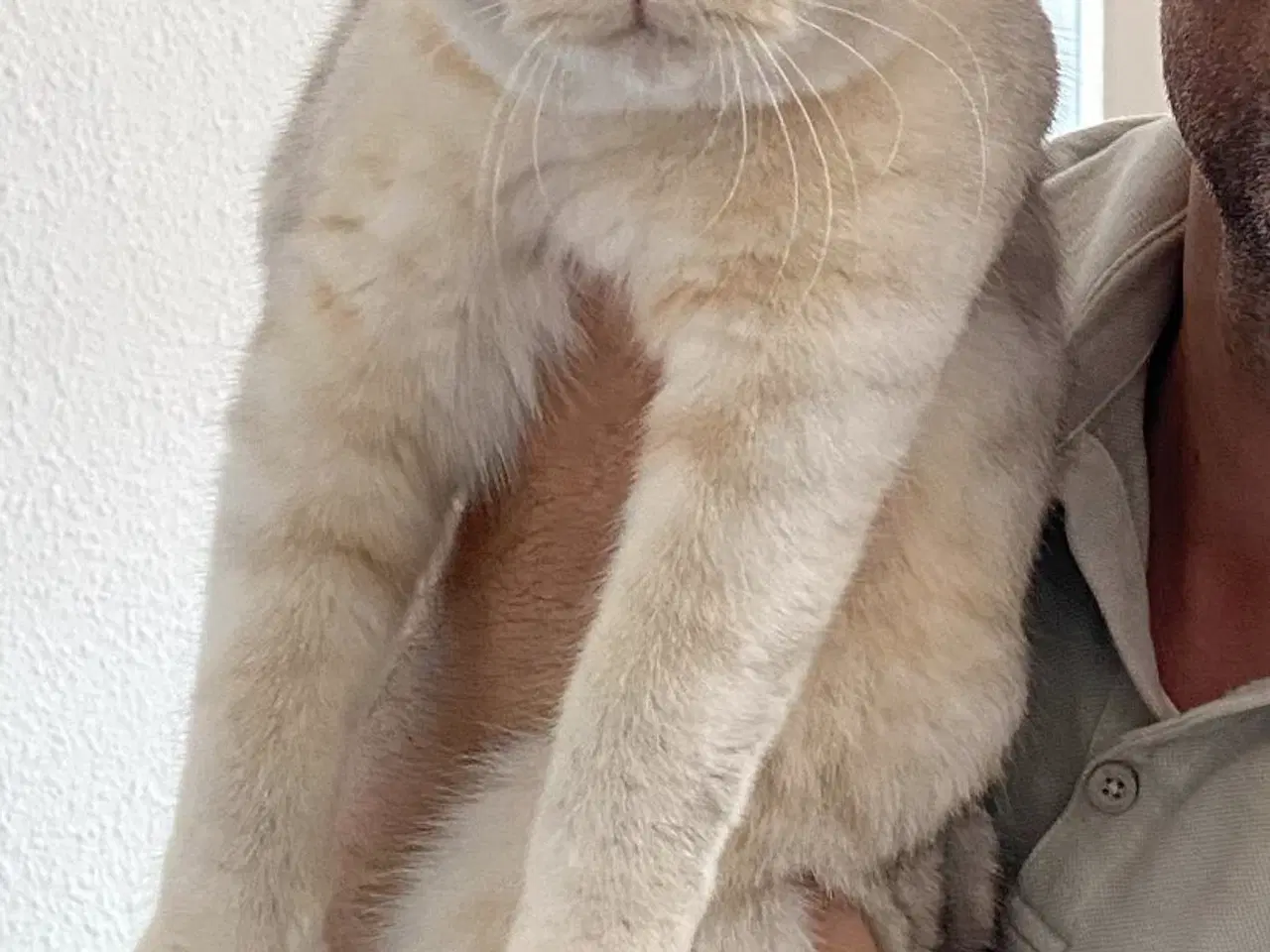 Billede 5 - British Shorthair 🤍