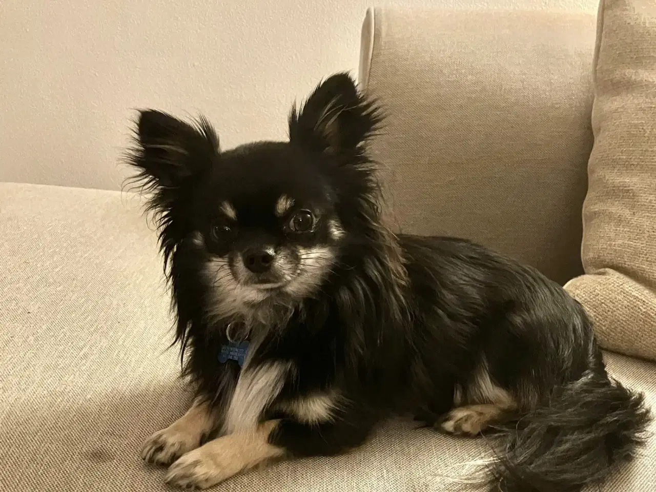 Billede 7 - Griffon/chihuahua blanding