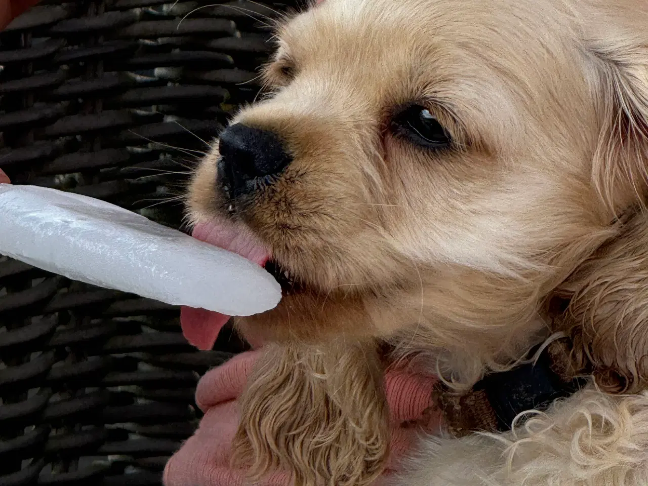 Billede 19 - Rejseklar 🧳 Skønne Amerikanske Cockerspaniel 