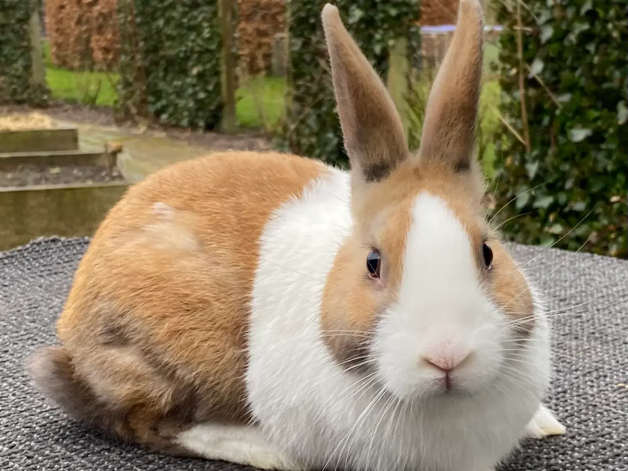 Billede 1 - HOLLÆNDER HAN MADAGASCAR