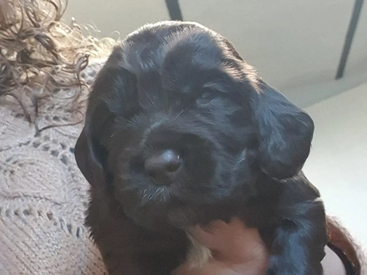 Billede 4 - Smukke cocker spaniel hvalpe