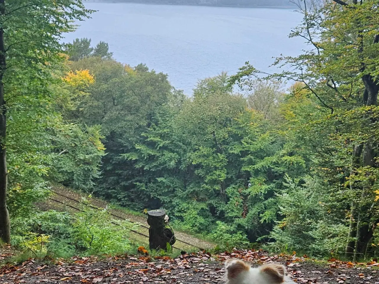 Billede 2 - Luna søger nyt hjem 