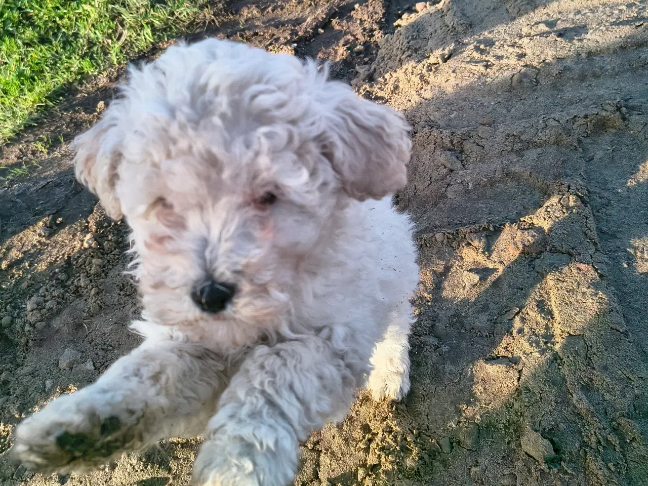 Billede 4 - Skønne mellem puddeler🩷