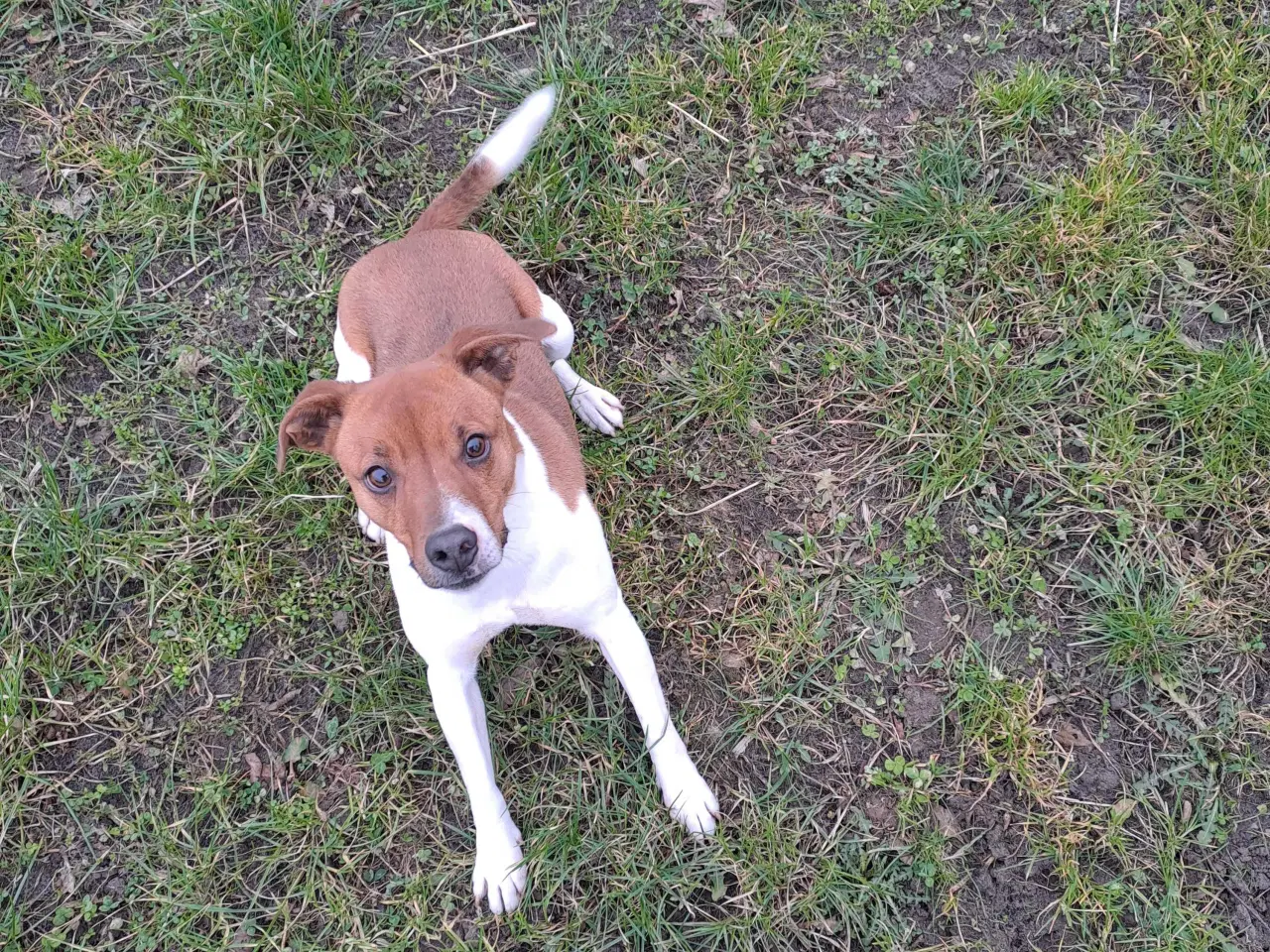 Billede 3 - Dansk svensk gårdhund til avl