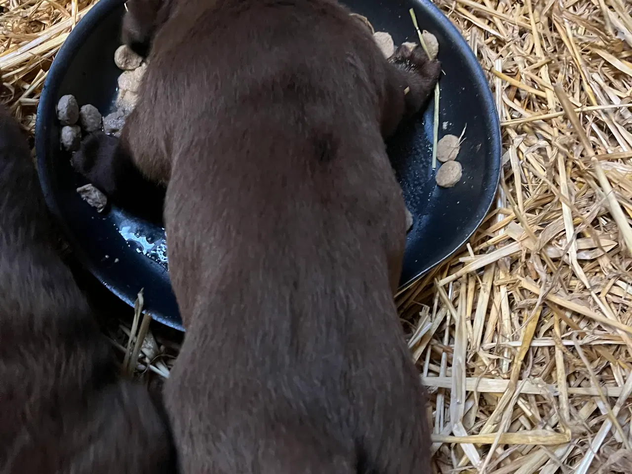 Billede 14 - Skønne brune labradorhvalpe sælges - 5 uger