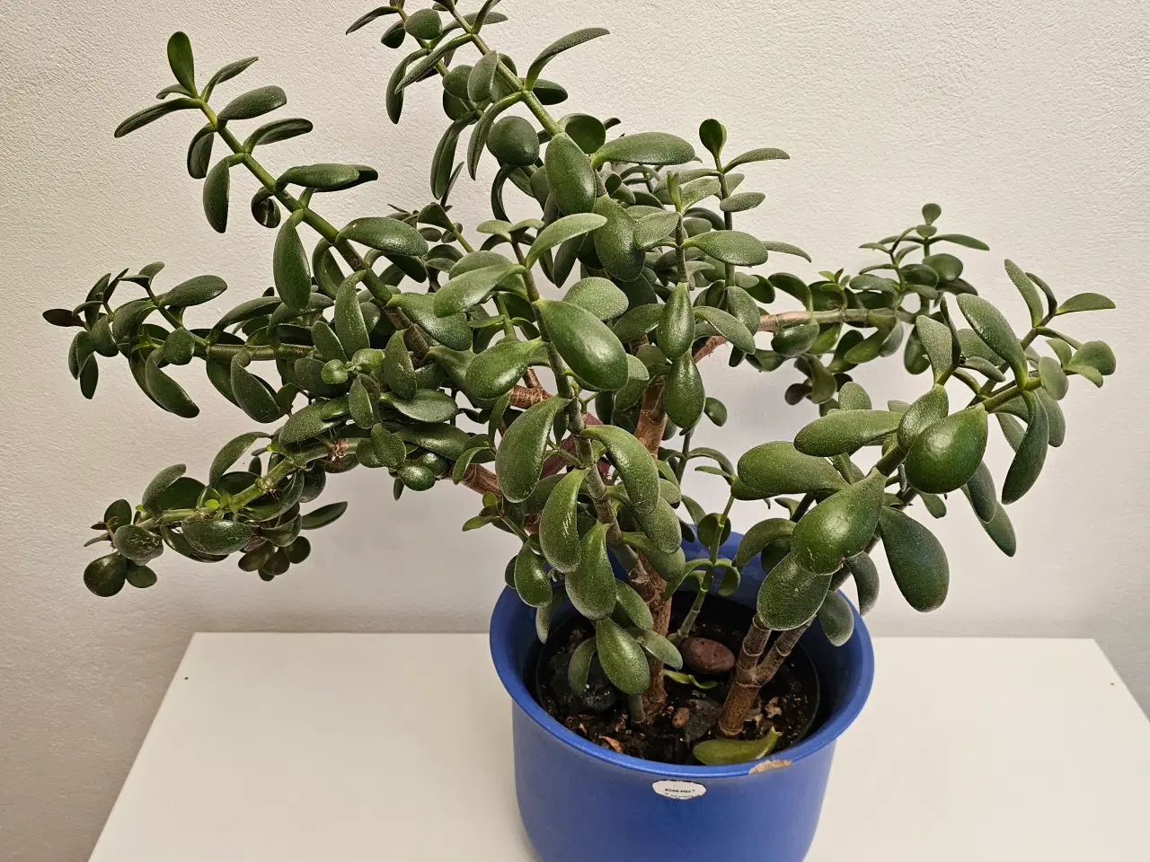 Billede 2 - Stor Crassula Ovata Plante 