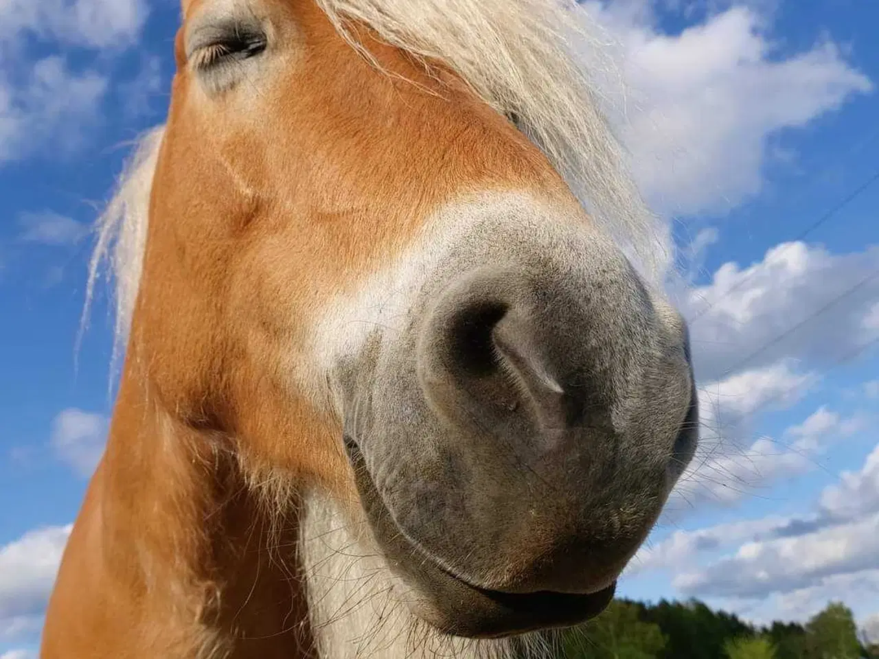 Billede 10 - Smuk, kåret haflinger 