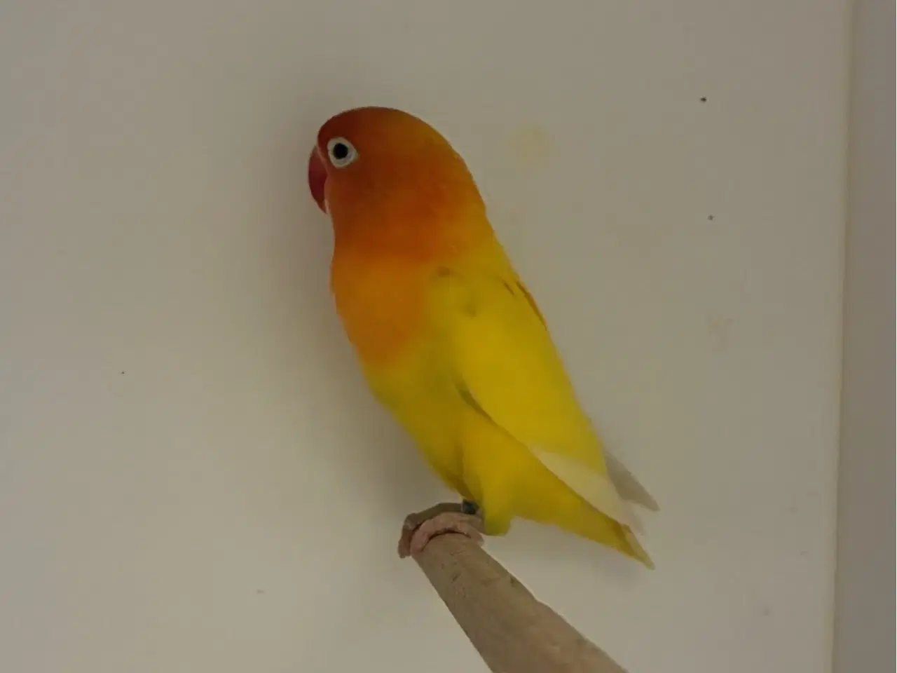 Billede 2 - Rødhovedet Dværgpapegøje