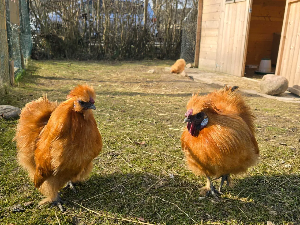 Billede 2 - 2 dværg silkehaner søger nyt hjem