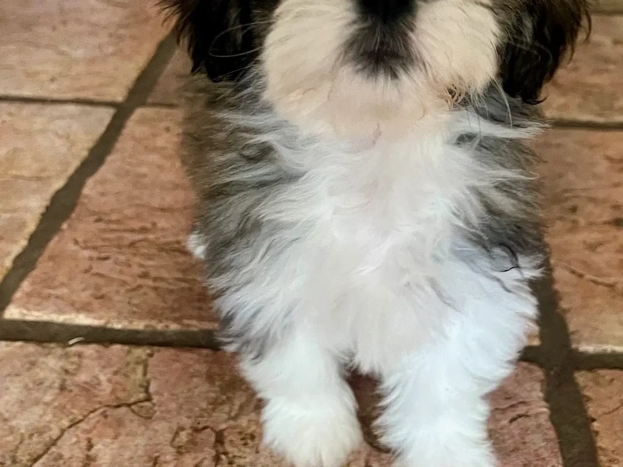 Billede 12 - Skønneste og gladeste tævehvlap