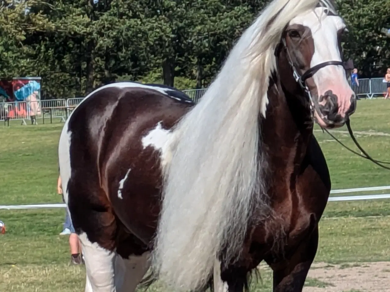 Billede 9 - Tinker /Irish cob hoppe føl