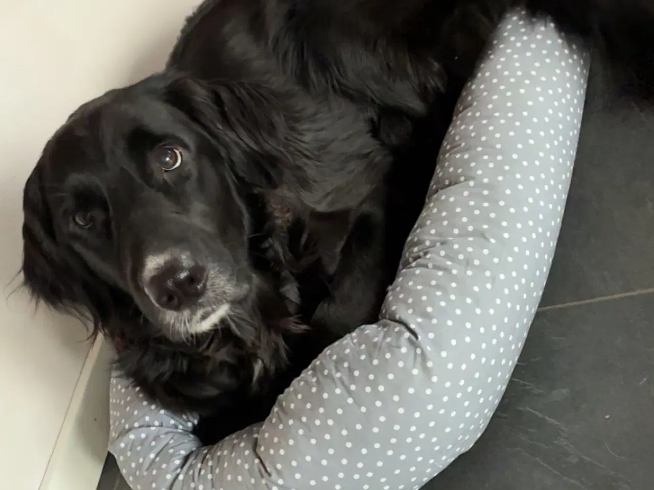 Billede 1 - Skønne familiehunde. Kun 2 tilbage. 