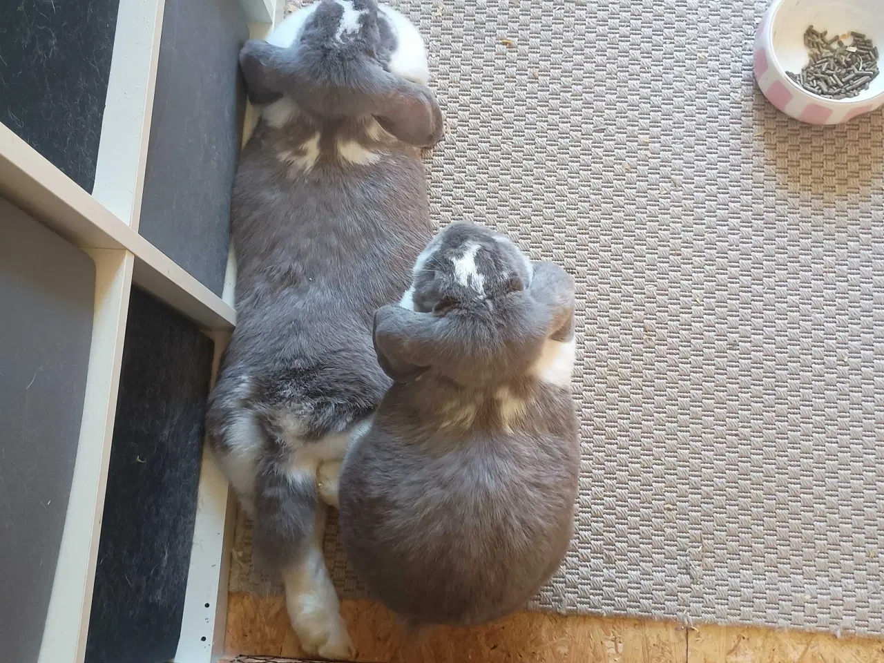 Billede 2 - Kanin franske vædder 