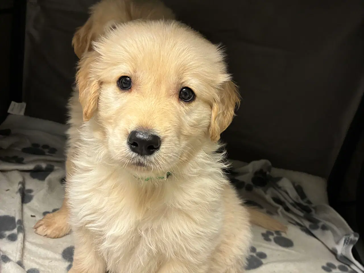 Billede 10 - Super skønne hvalpe klar til at rejse 