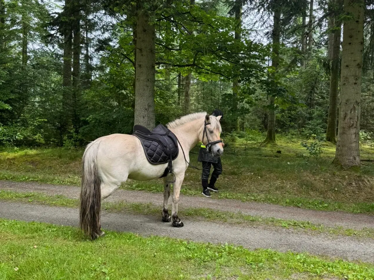 Billede 5 - Fjordhest hoppe 