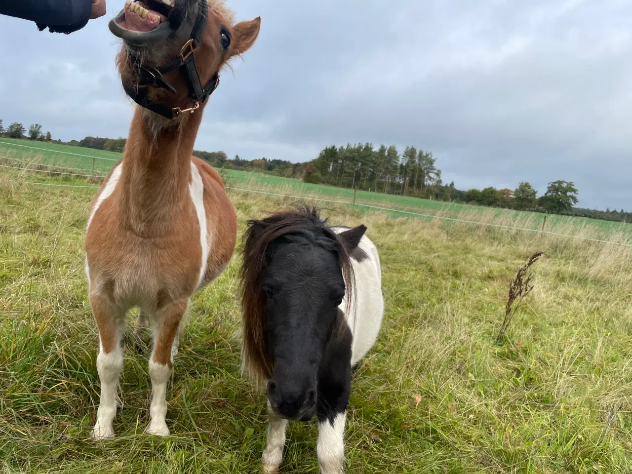 Billede 2 - Blanding pony