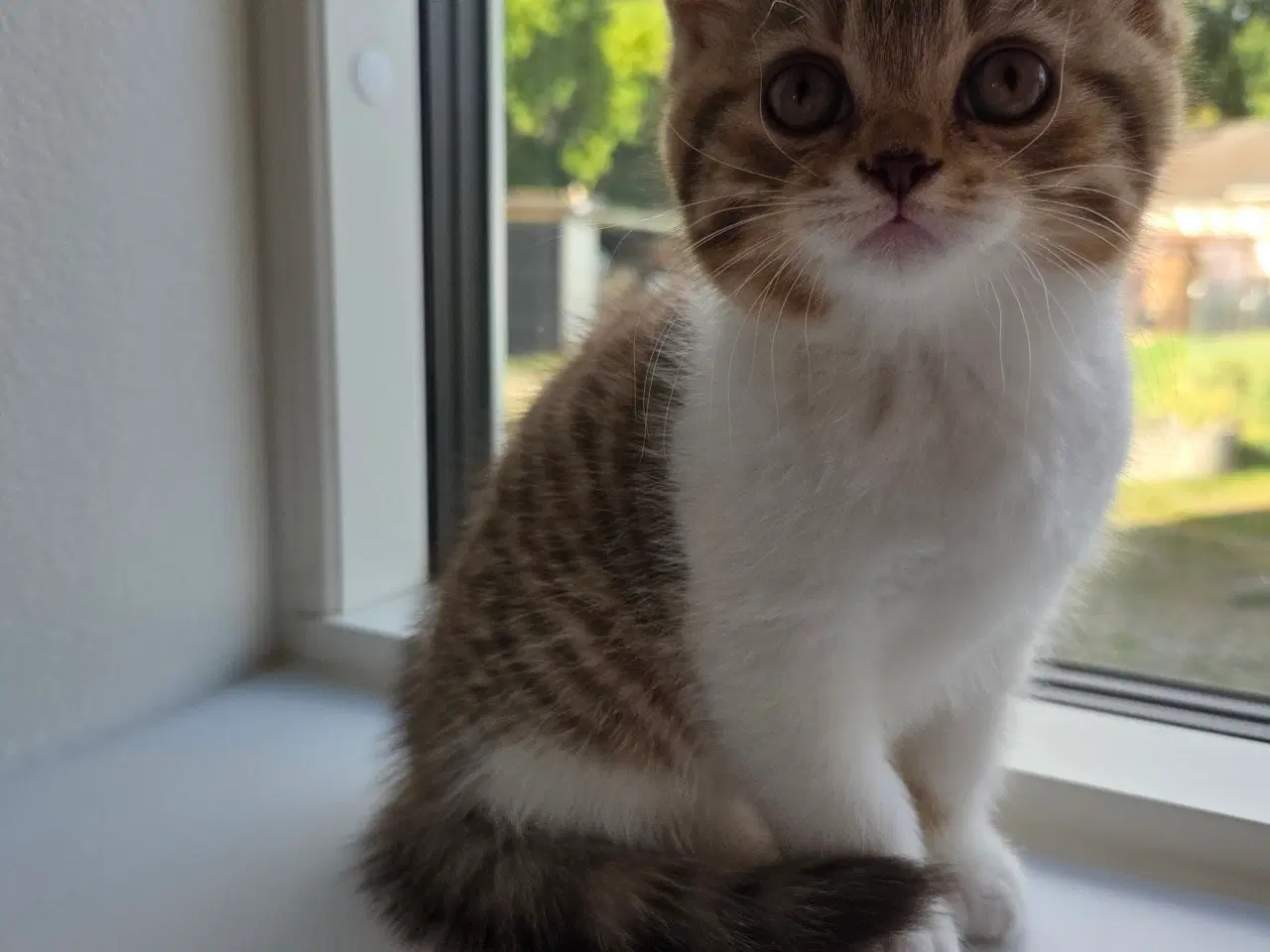 Billede 2 - British shorthair killing med stamtavle