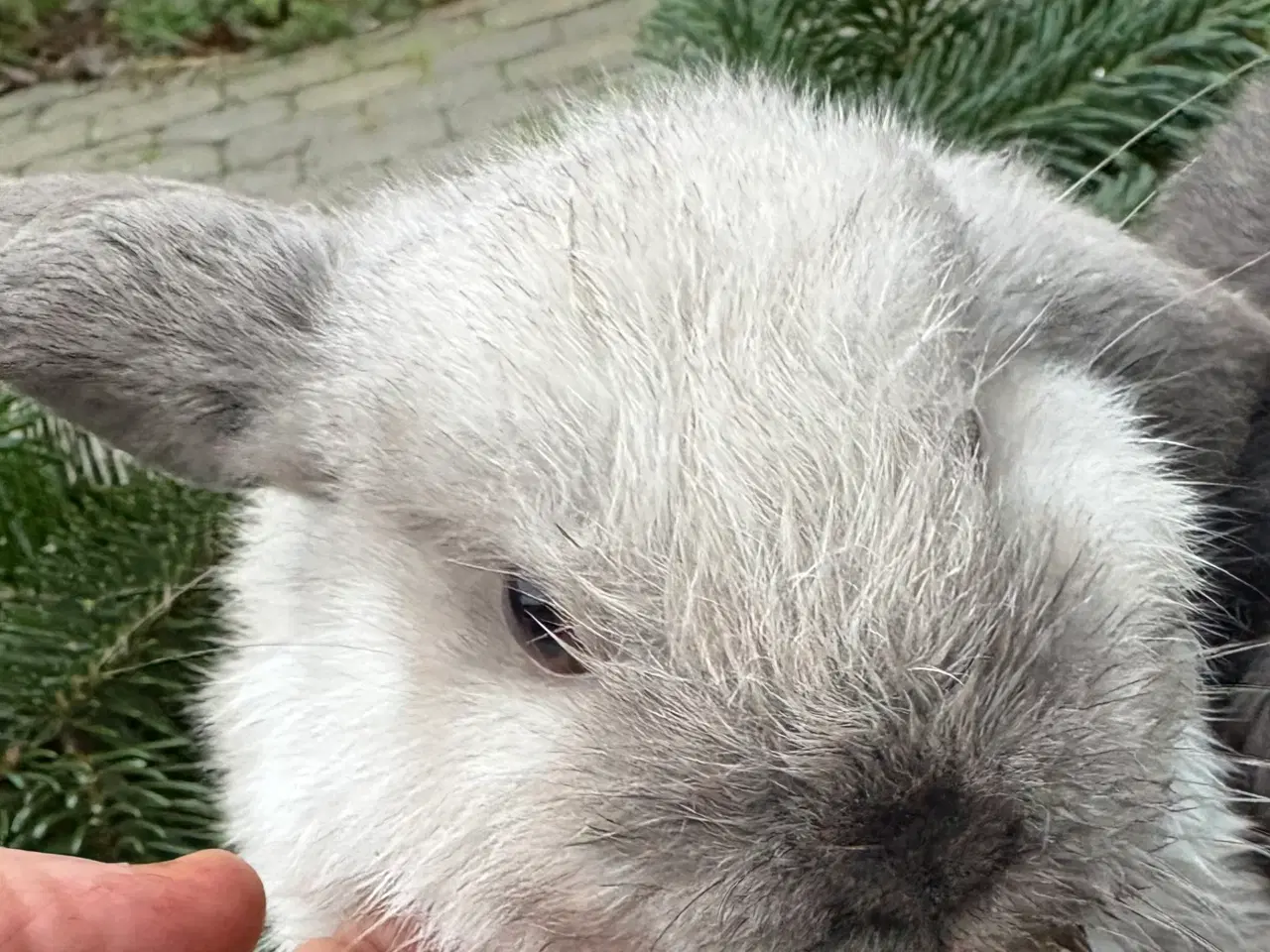 Billede 1 - Minilops pige