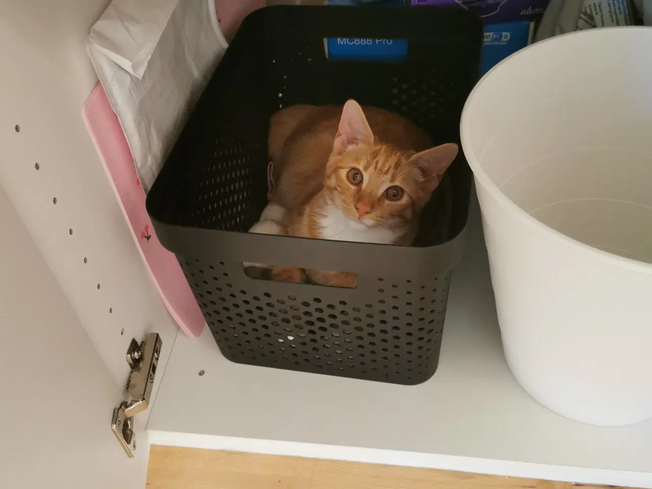 Billede 2 - Kattekilling til salg, 5 mdr gammel